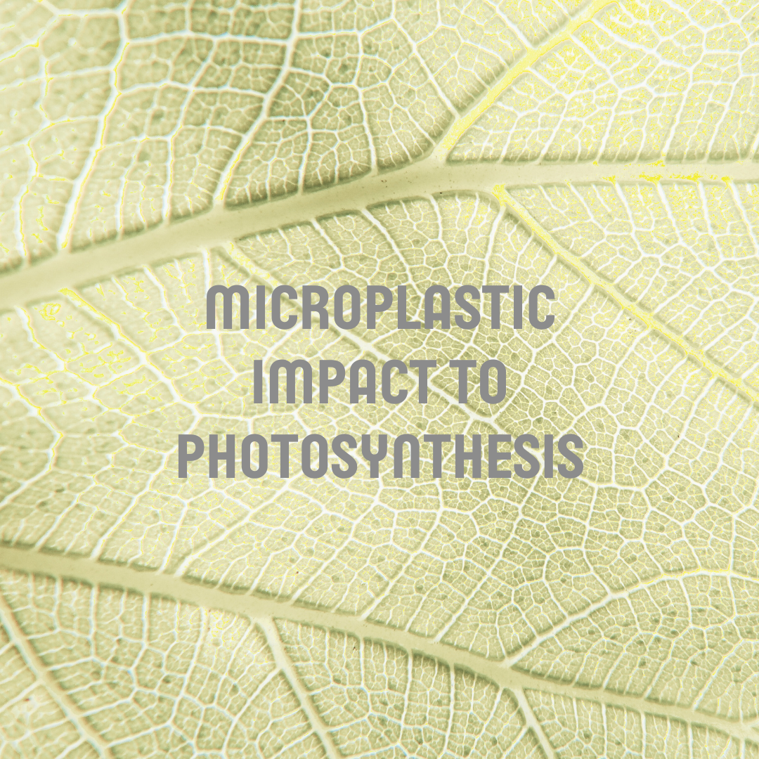 image "How Microplastics Impact Photosynthesis"