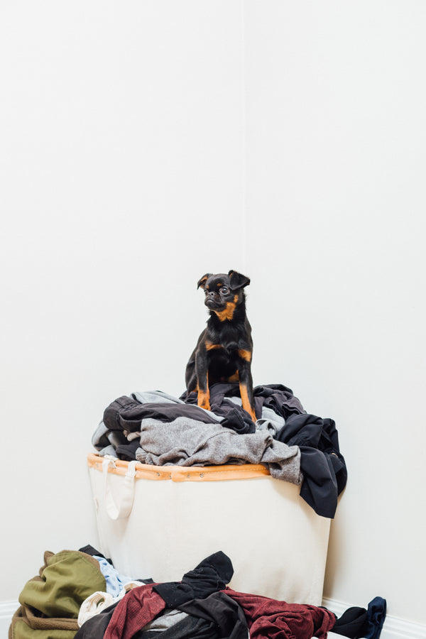 small black dog sitting on pile of laundry